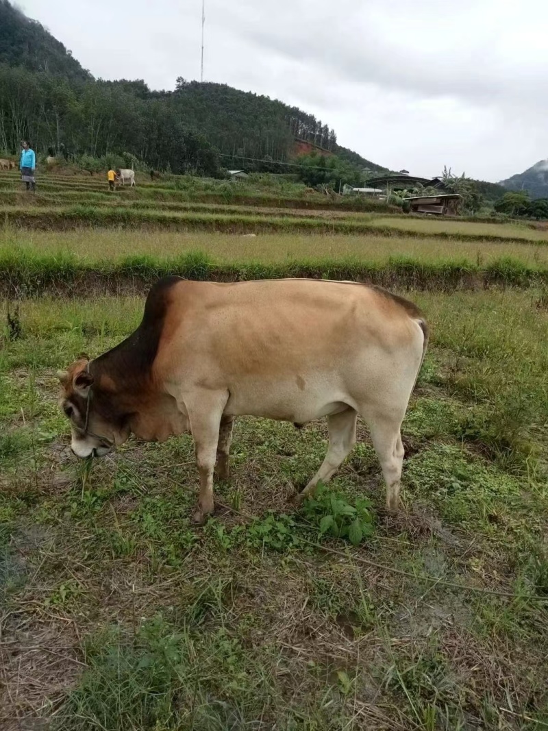 云南本土黄牛肉