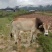 云南本土黄牛肉