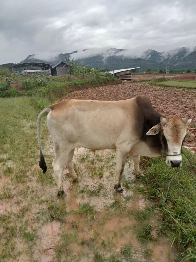 云南本土黄牛肉