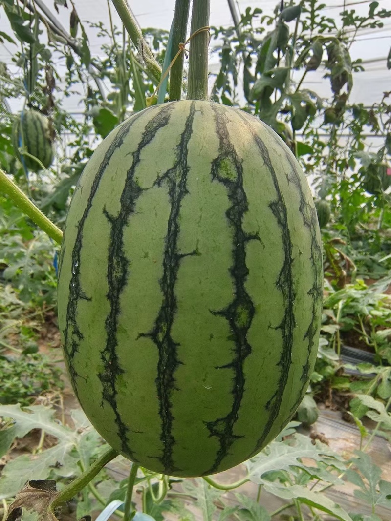 精品小糖丸西瓜头茬大量上市！保证质量！欢迎来电与我洽谈！
