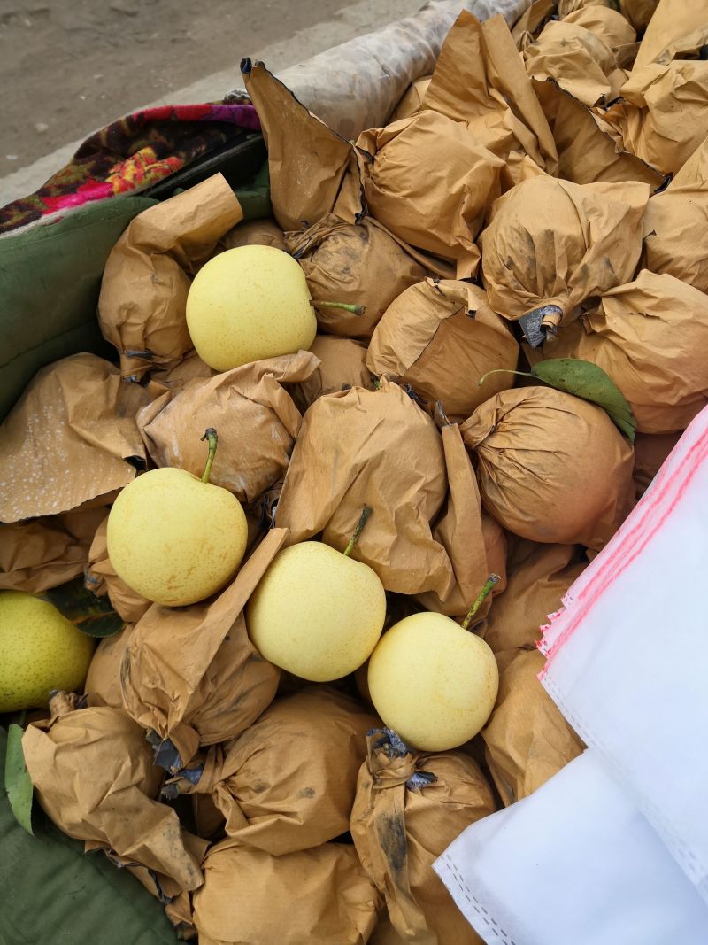 精品白皇冠梨砀山皇冠梨商超电商供货代收代发全国市场