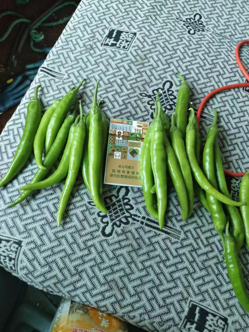 精品鲜杭椒