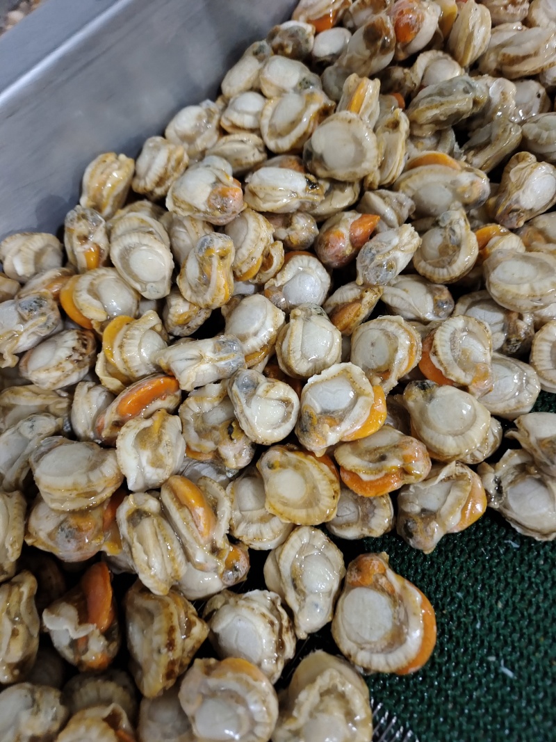 山东威海石岛单冻扇贝肉40-60/60-80等规格齐全