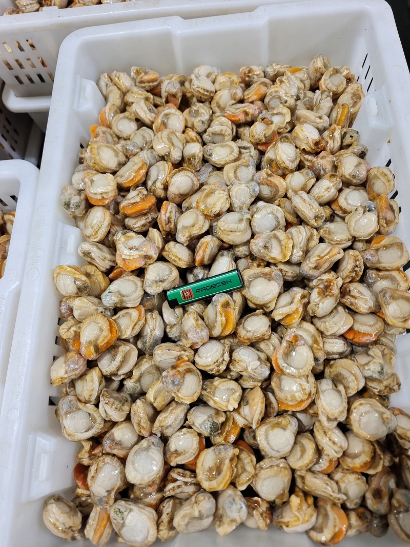 山东威海石岛单冻扇贝肉40-60/60-80等规格齐全
