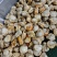 山东威海石岛单冻扇贝肉40-60/60-80等规格齐全