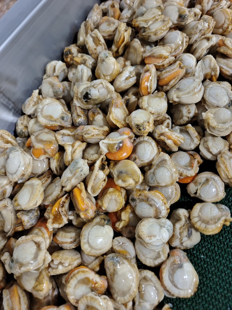 山东威海石岛单冻扇贝肉40-60/60-80等规格齐全