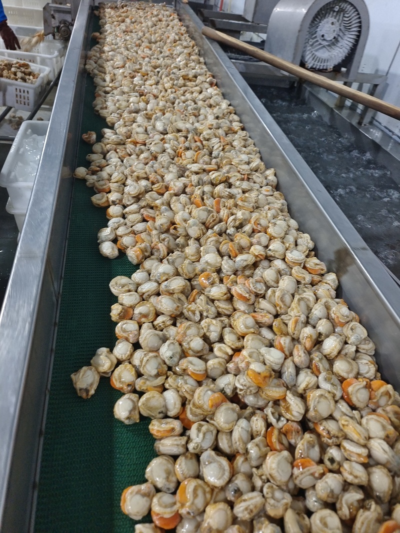 山东威海石岛单冻扇贝肉40-60/60-80等规格齐全