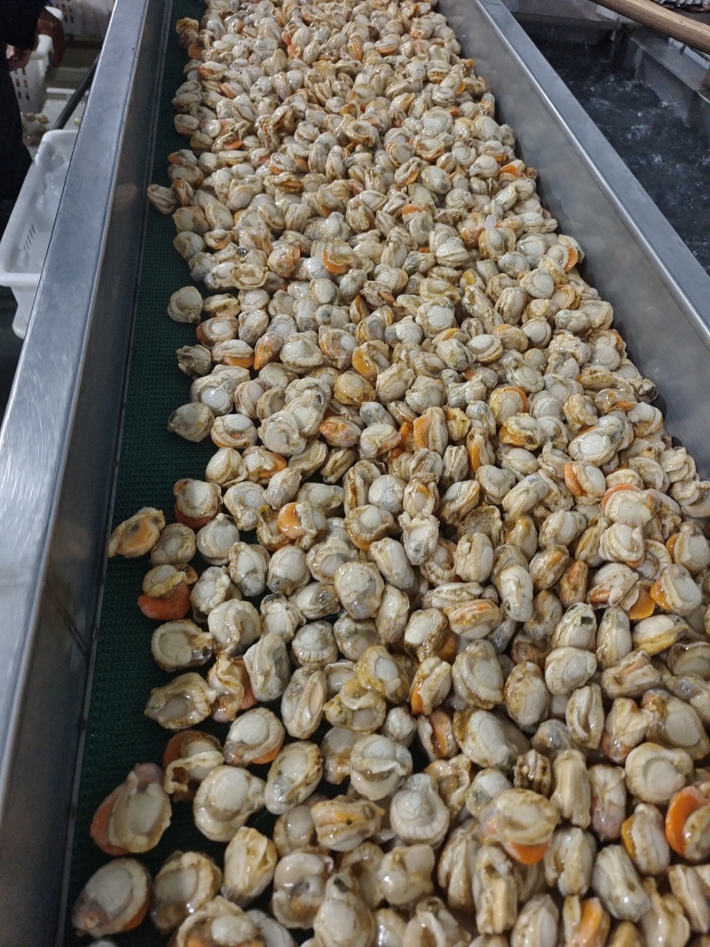 山东威海石岛单冻扇贝肉40-60/60-80等规格齐全