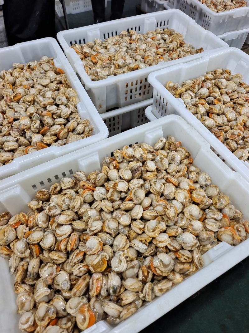 山东威海石岛单冻扇贝肉40-60/60-80等规格齐全