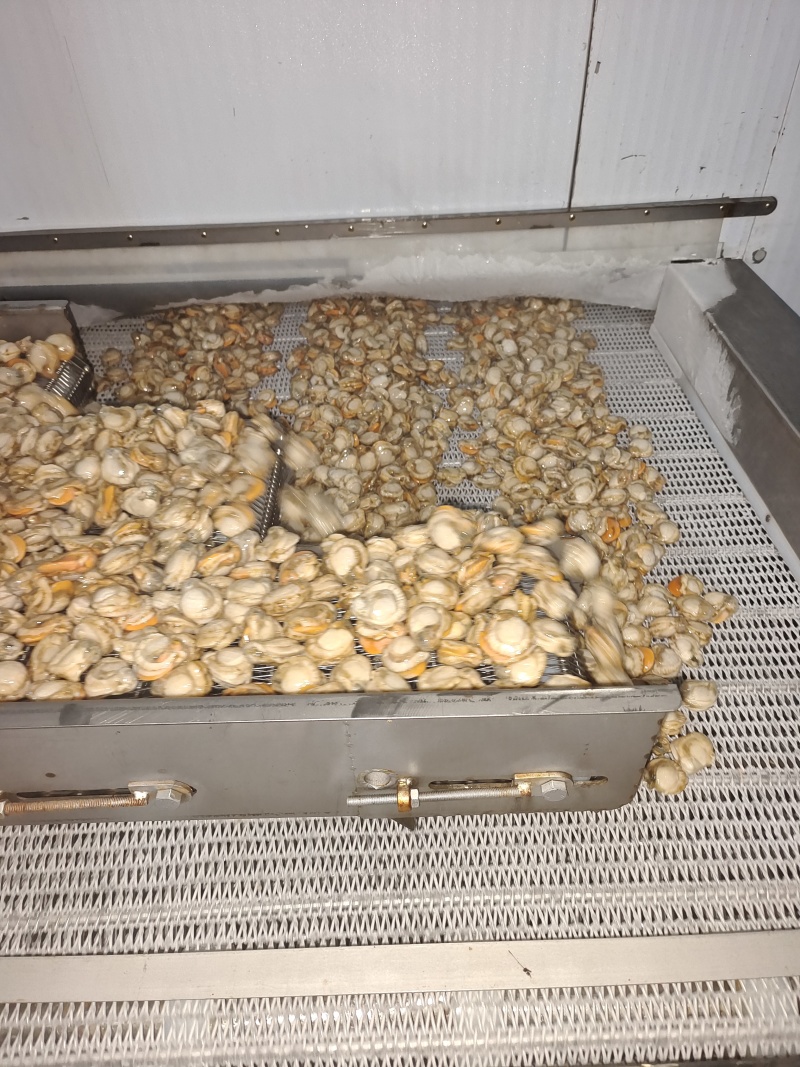 山东威海石岛单冻扇贝肉40-60/60-80等规格齐全