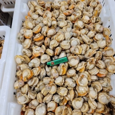 山东威海石岛单冻扇贝肉40-60/60-80等规格齐全