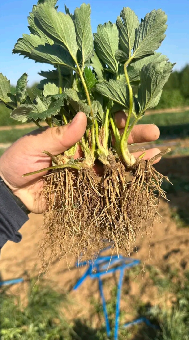 黑珍珠草莓苗：真红美铃，黔莓一号，奶油草莓苗脱毒苗穴盘苗
