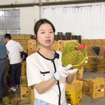 金枕榴莲~种植基地采摘，，烂果坏果包售后