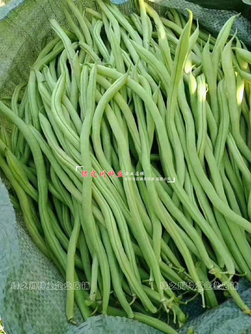 万斤青架豆王种子无筋豆种子无纤维抗病改良升级版四季豆种子