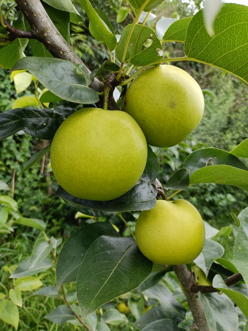 翠玉梨
