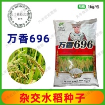 万香696香米常规水稻种子红谷水稻种子