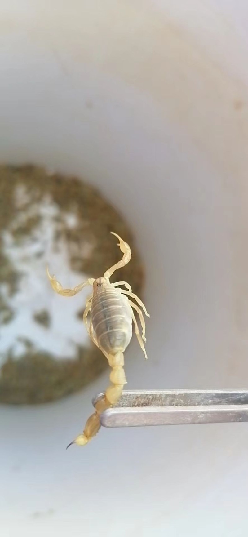 大量回收蝎子0.5一个有意着可咨询支持各种快递