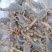 大量回收蝎子0.5一个有意着可咨询支持各种快递