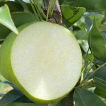 湖北枣阳酥脆一号梨子，可视频看货，货源充足，产地直供