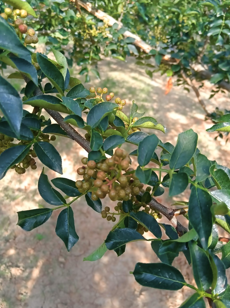 陕西青皮鲜花椒