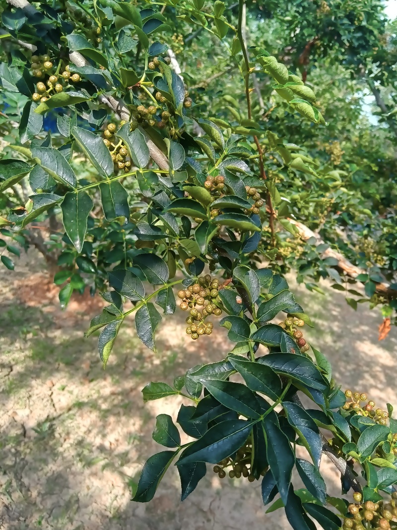 陕西青皮鲜花椒