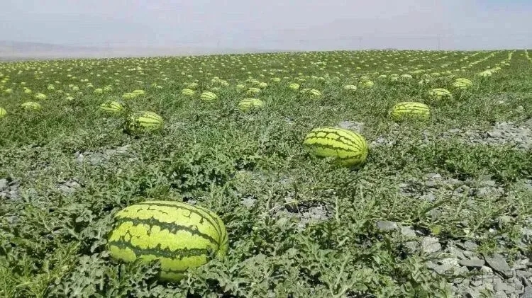 一片位于沙漠边缘的西瓜种植基地,沙土裸露,植株低矮蔓延,叶片厚实呈灰绿色,多个圆形西瓜半埋于沙地中,阳光强烈,背景可见风蚀地貌,远处有滴灌管道铺设 沙漠西瓜田间生长场景
