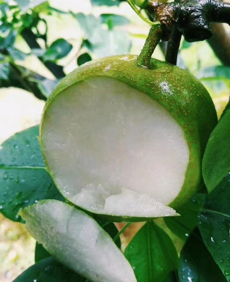 【精品推荐】砀山翠玉梨大量上市中，口感好汁水多，耐运输