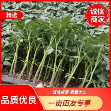 西红柿苗，优质精品硬粉、口感型西红柿苗。质量有保证