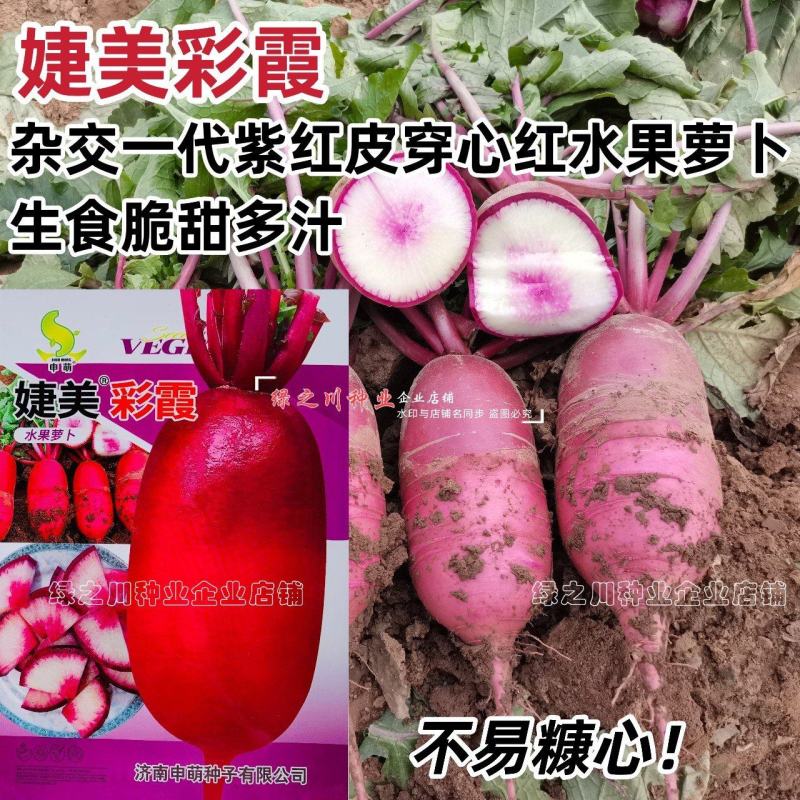 婕美彩霞水果萝卜种籽脆甜多汁杂交紫红皮穿心红水果萝卜种子
