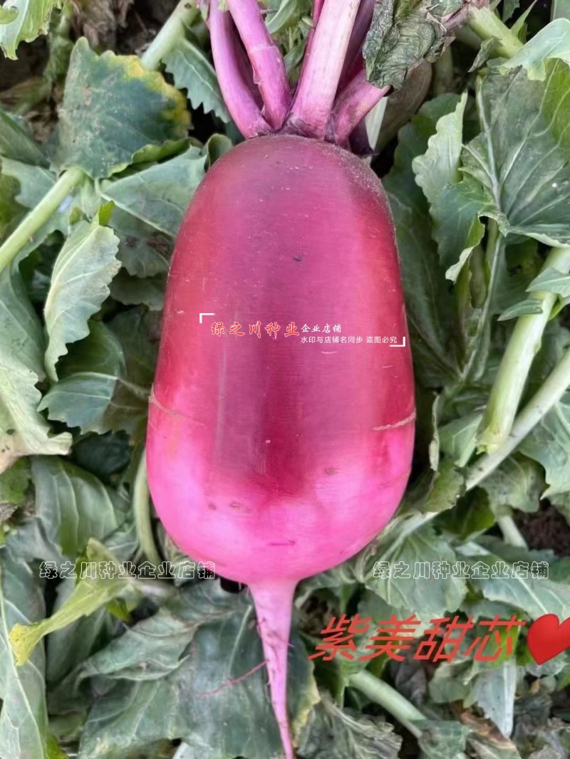 婕美甜心穿心红水果萝卜种籽紫红皮萝卜种子脆甜杂交水果萝卜