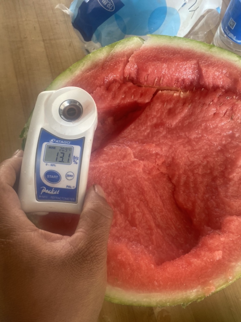 精品麒麟西瓜货源充足量大从优质量保证欢迎咨询