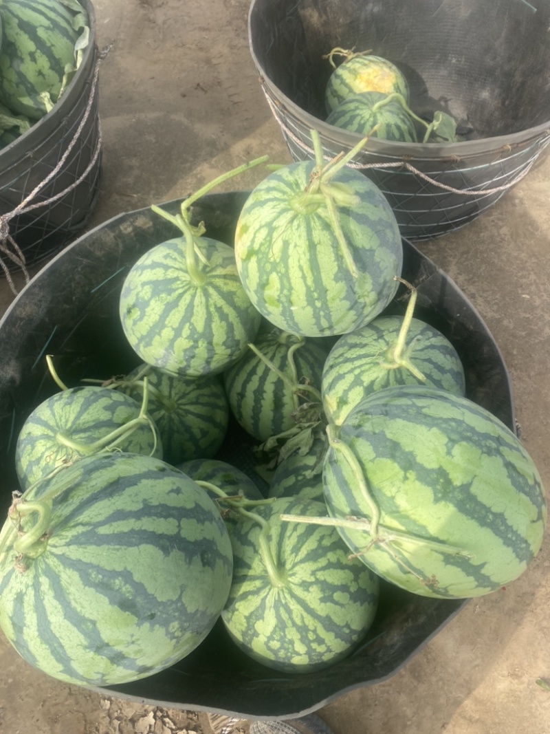 精品麒麟西瓜货源充足量大从优质量保证欢迎咨询