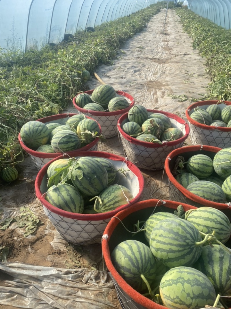 精品麒麟西瓜货源充足量大从优质量保证欢迎咨询