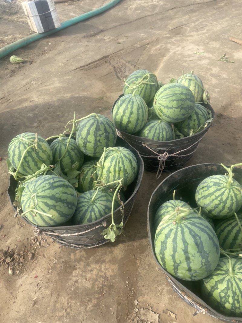 精品麒麟西瓜货源充足量大从优质量保证欢迎咨询