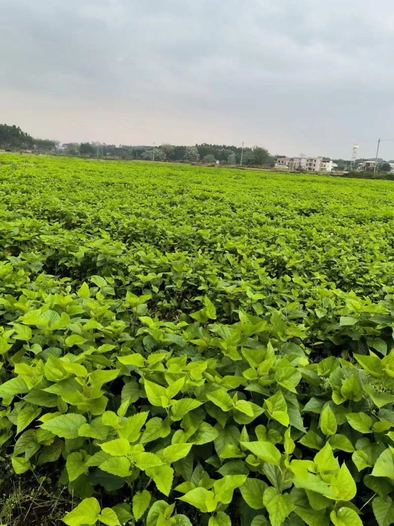 广西桑苗基地包邮养蚕大叶子桑树苗品种齐全包成活南北方种植