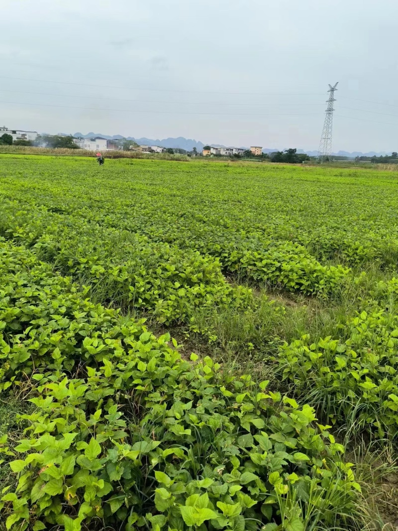 广西桑苗基地包邮养蚕大叶子桑树苗品种齐全包成活南北方种植