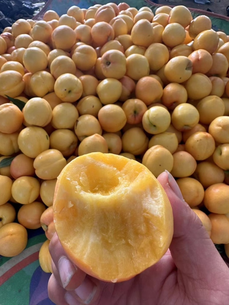 山东精品黄油蟠桃油蟠毛蟠大量现货品质保证