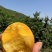 山东精品黄油蟠桃油蟠毛蟠大量现货品质保证
