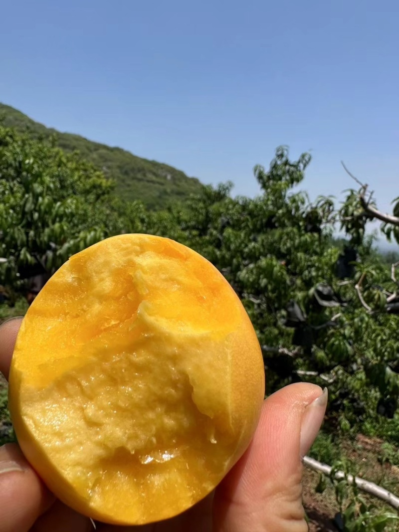 山东精品黄油蟠桃油蟠毛蟠大量现货品质保证