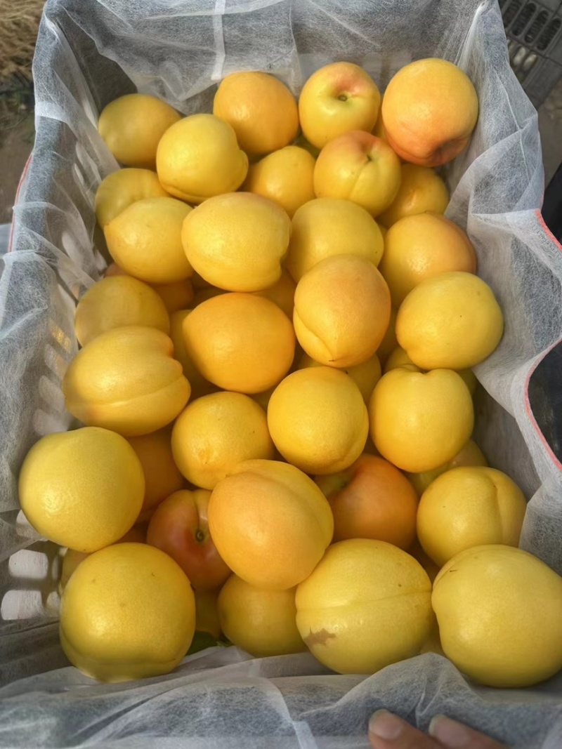 山东精品黄油蟠桃油蟠毛蟠大量现货品质保证