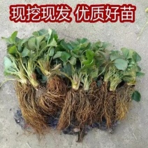 久香草莓苗：红颜草莓苗，甜宝草莓苗，脱毒苗包成活率高产量