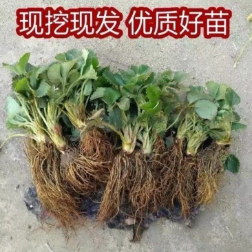 久香草莓苗：红颜草莓苗，甜宝草莓苗，脱毒苗包成活率高产量