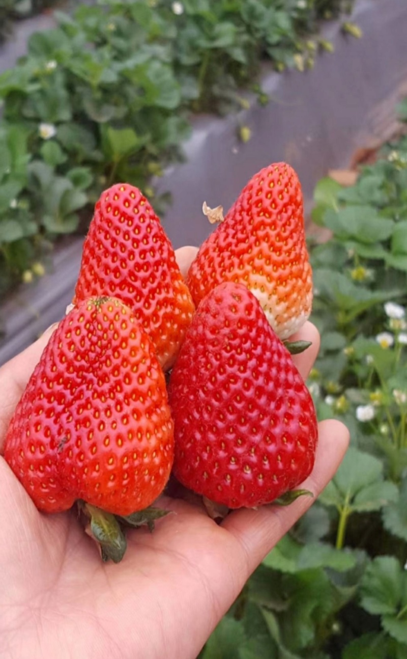 久香草莓苗：红颜草莓苗，甜宝草莓苗，脱毒苗包成活率高产量