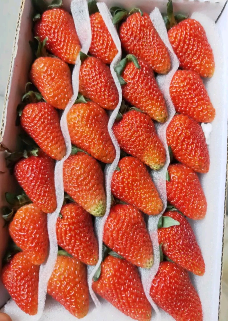 久香草莓苗：红颜草莓苗，甜宝草莓苗，脱毒苗包成活率高产量