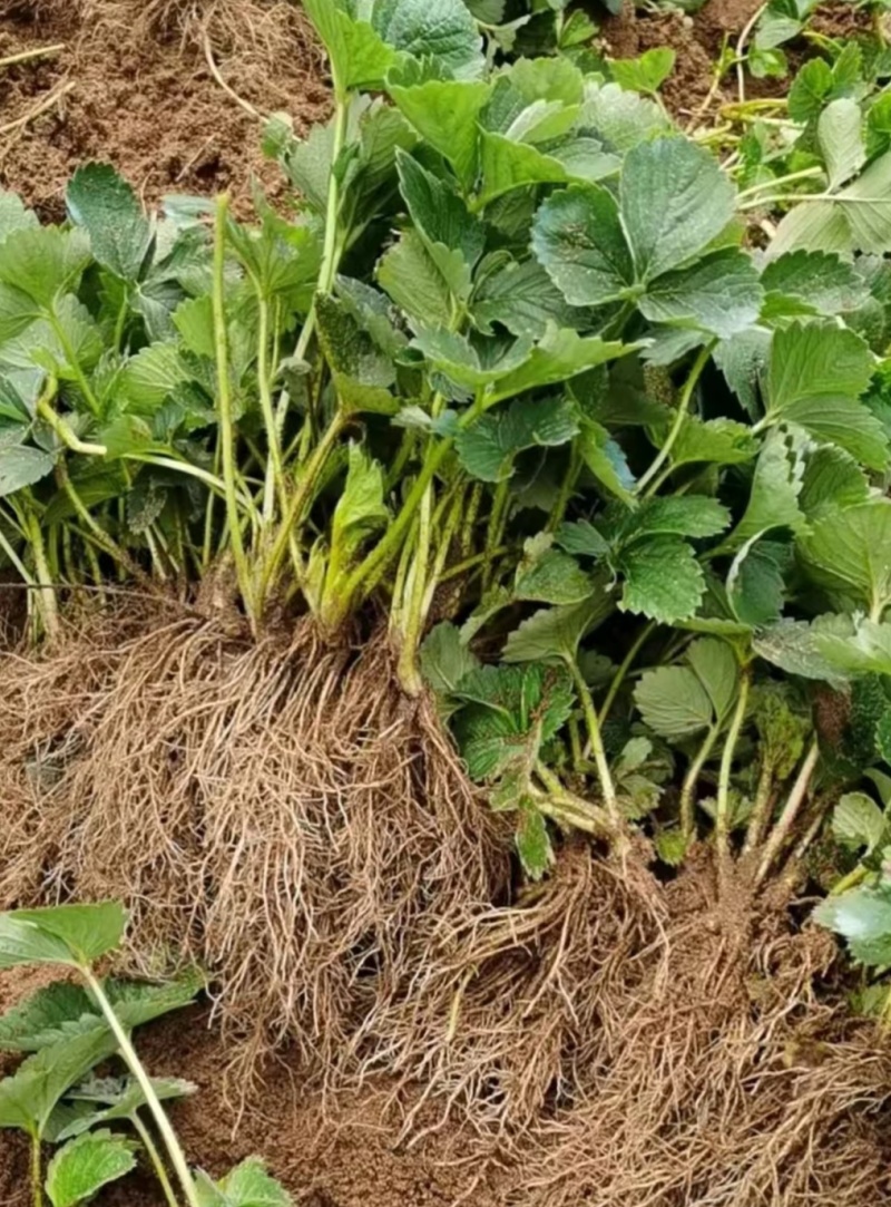 久香草莓苗：红颜草莓苗，甜宝草莓苗，脱毒苗包成活率高产量
