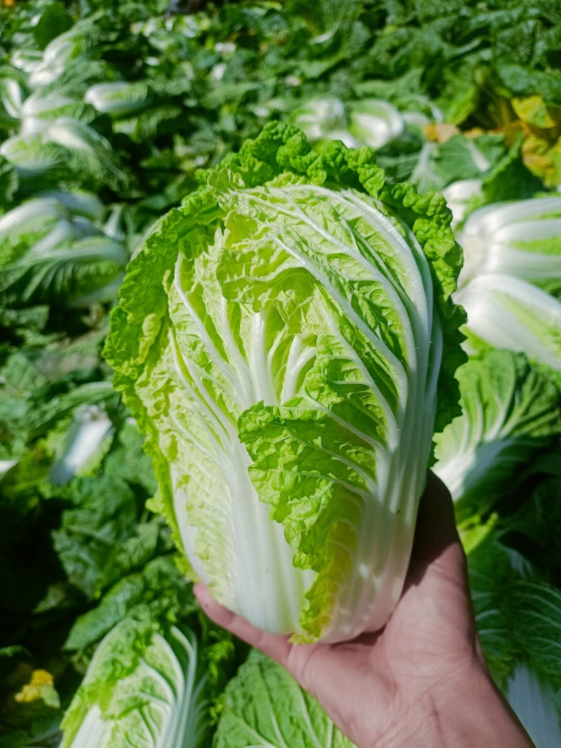 甘肃定西高山黄心娃娃菜