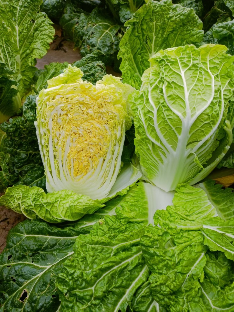 甘肃定西高山黄心娃娃菜