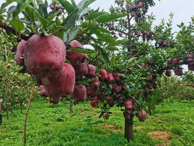 【牛商优选】精品花牛苹果自产自销品质保证对接电商商超