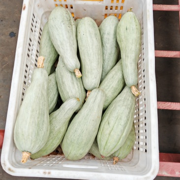 大量产地直销贵族南瓜，质量保证，价格优惠