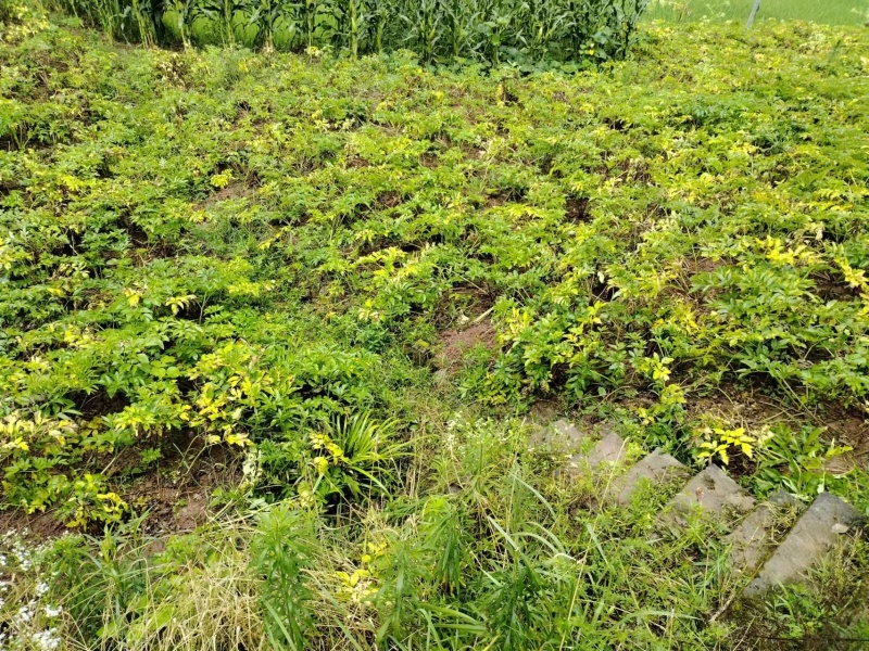 川白芷鲜货大量供应产地一手货源整车走货